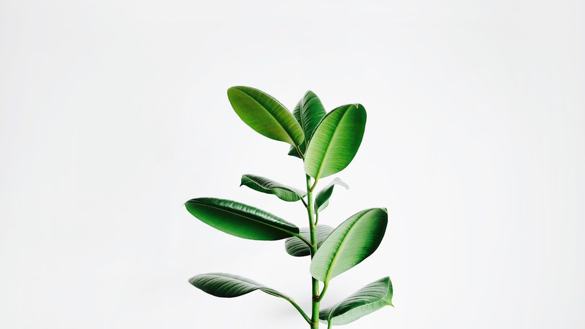 公開してから育てる最初の1本を象徴する若い植物